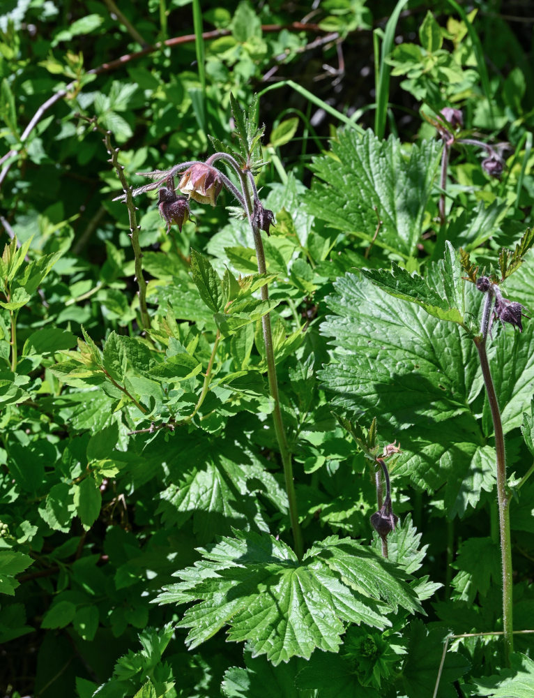 Image of Geum rivale specimen.