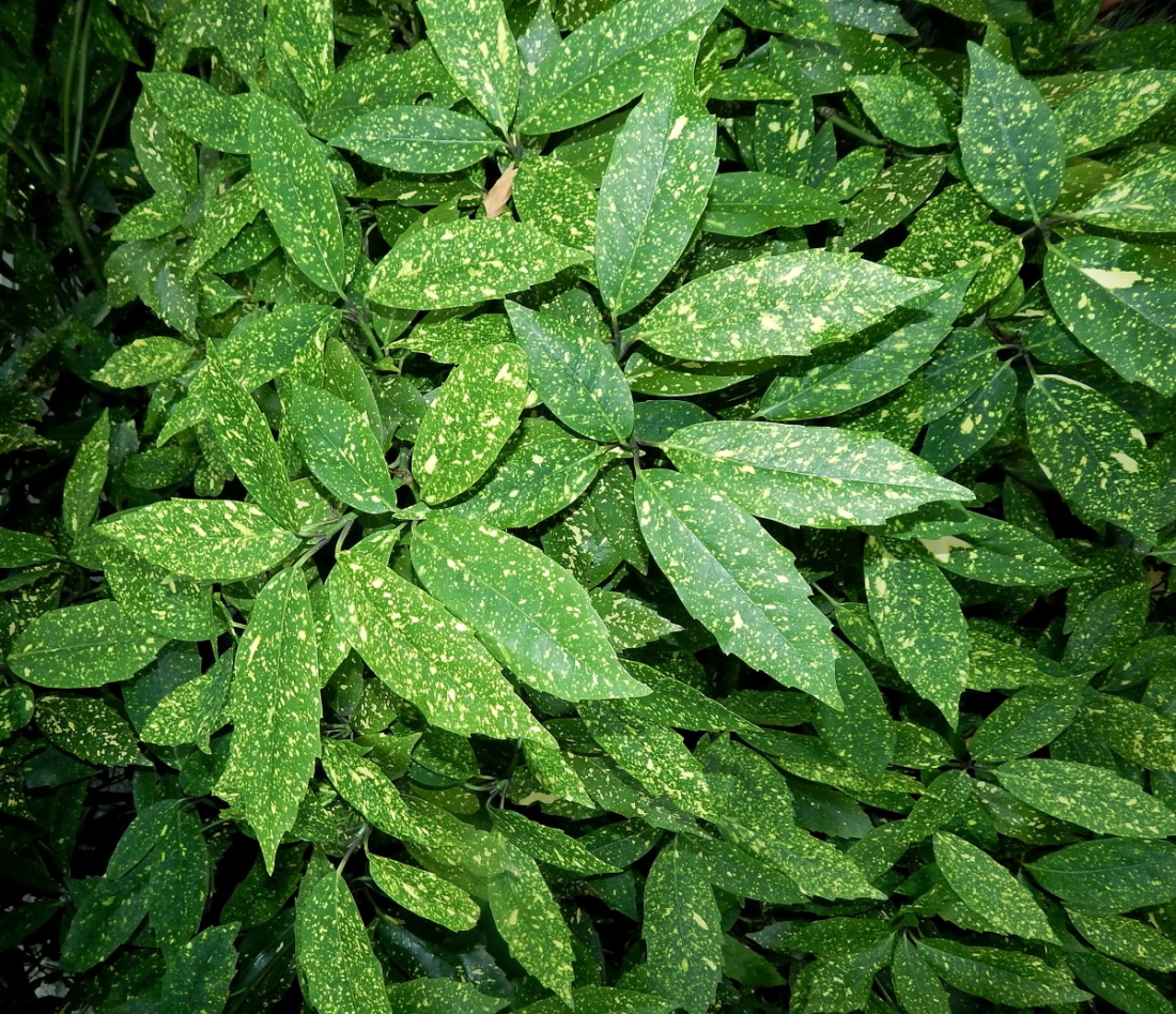 Image of Aucuba japonica specimen.