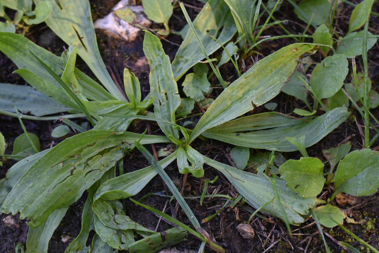 Изображение особи Plantago lanceolata.