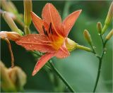 Hemerocallis × hybrida. Цветок и бутоны. Московская обл., Раменский р-н, окр. дер. Хрипань, садовый участок. 21.07.2022.