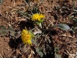 род Taraxacum