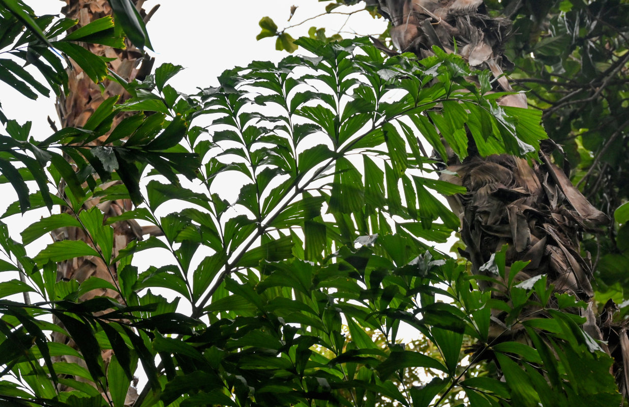 Image of Caryota mitis specimen.