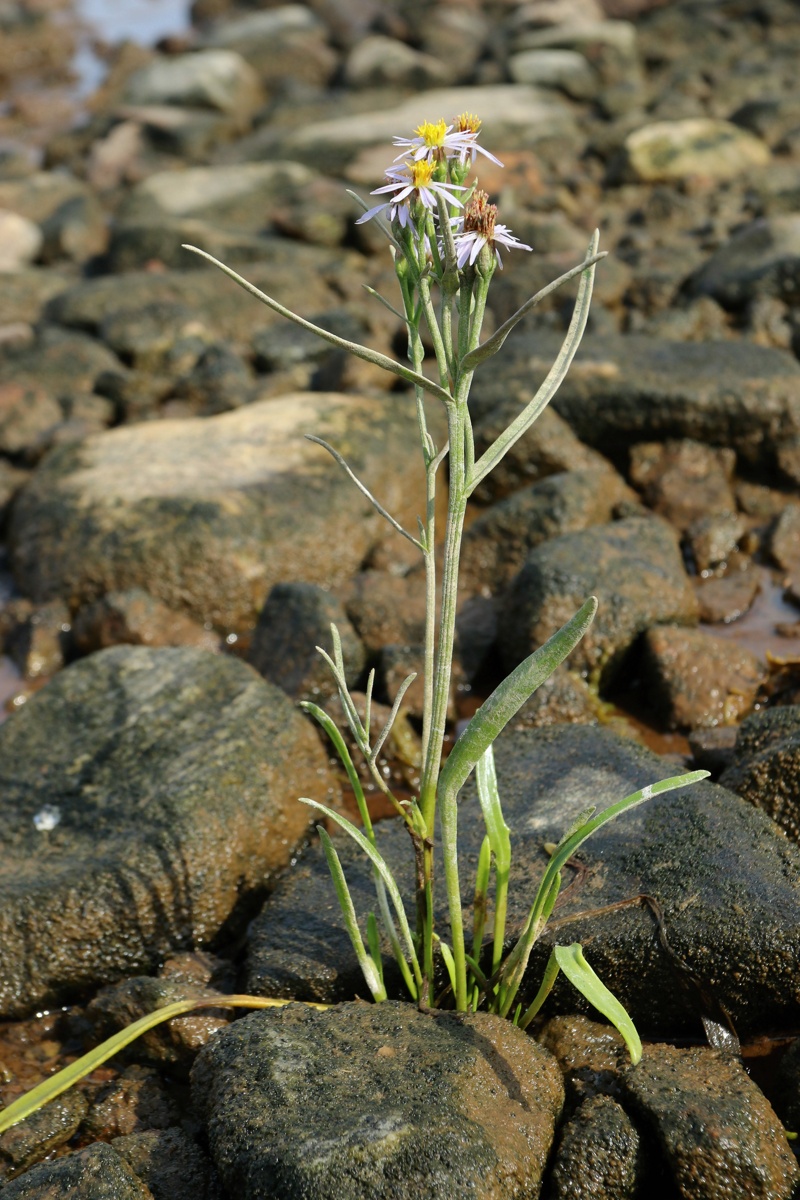 Изображение особи Tripolium pannonicum ssp. tripolium.