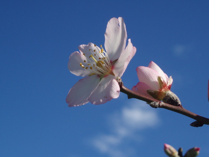 Изображение особи Amygdalus communis.