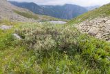 Salix kuznetzowii. Плодоносящее растение. Карачаево-Черкесия, Урупский р-н, Кавказский биосферный заповедник, Имеретинские озёра, дол. ручья Тихий, у оз. Проточное, ≈ 2450 м н.у.м., альпийский луг. 29.07.2022.