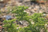 Euphorbia stricta