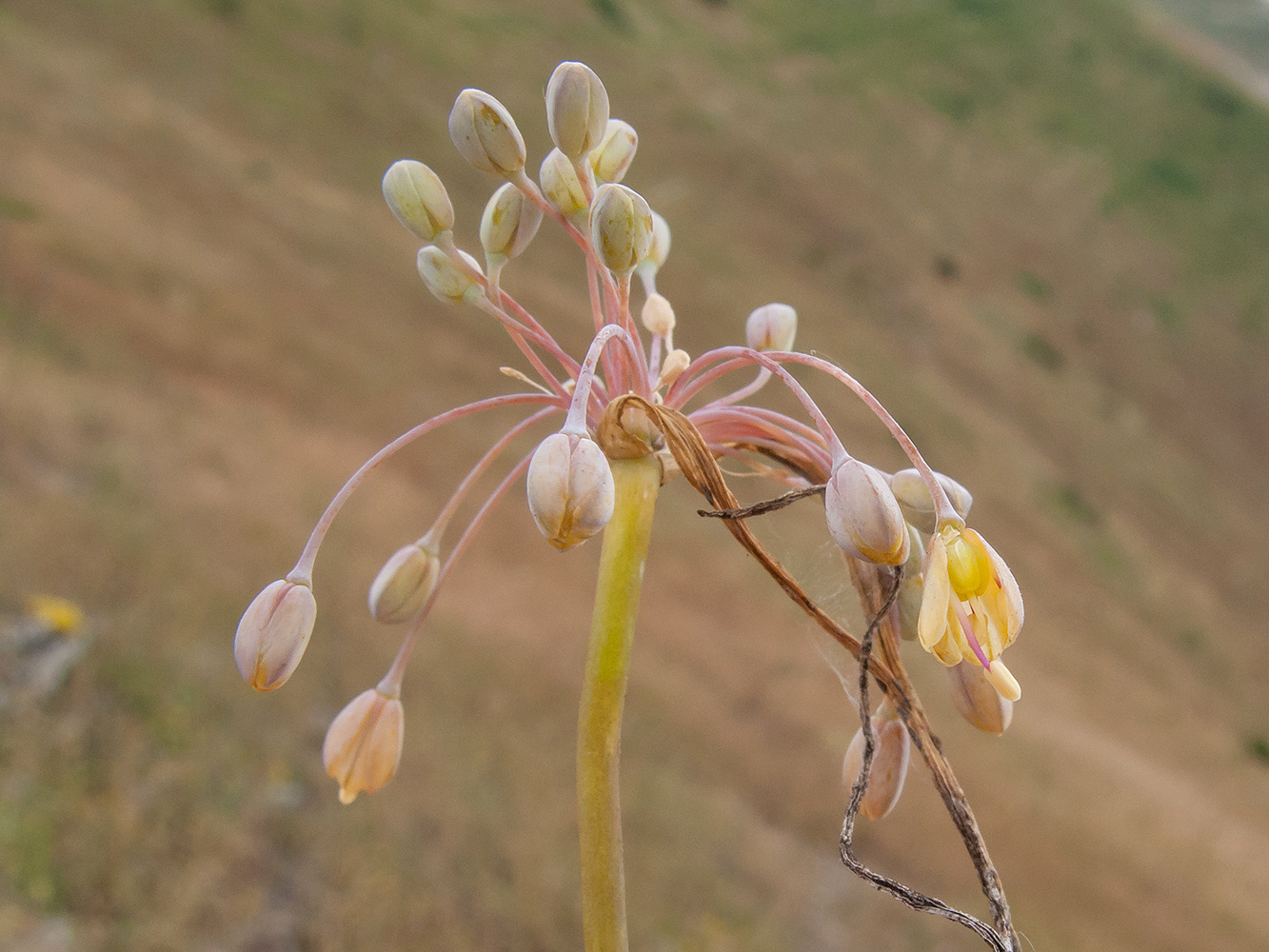 Изображение особи Allium paczoskianum.