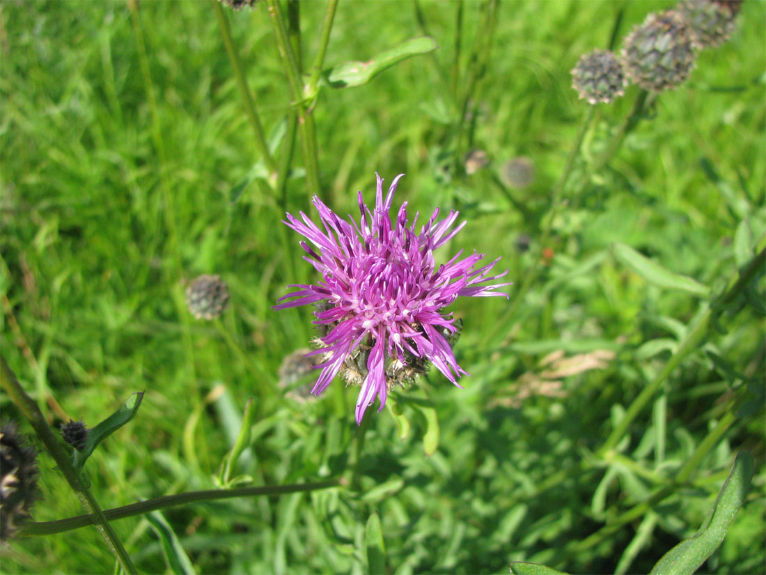 Image of Centaurea scabiosa specimen.