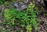 Euphorbia amygdaloides. Плодоносящие растения. Дагестан, Магарамкентский р-н, Самурский лес, опушка широколиственного леса. 05.05.2022.