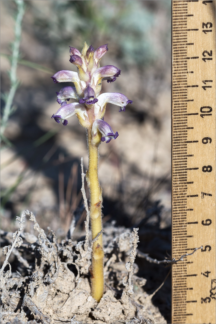 Image of Orobanche cumana specimen.