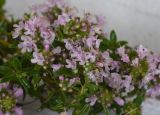 Thymus nummularius. Цветки, бутоны и листья (Thymus pseudonummularius Klokov & Des.-Shost.). Республика Ингушетия, Джейрахский р-н, рядом с альплагерем \"Кязи\"; выс. 1980 м н.у.м., луг. 22 июля 2022 г.