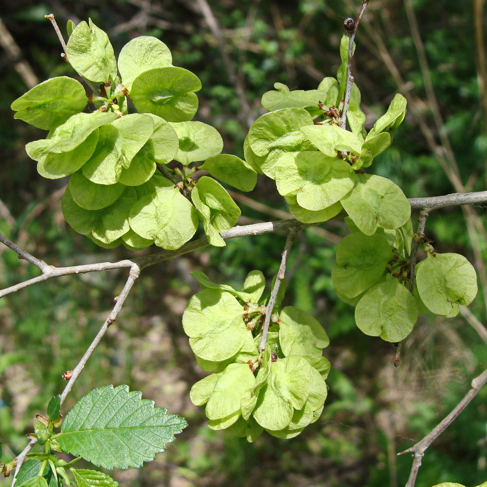 Image of Ulmus pumila specimen.