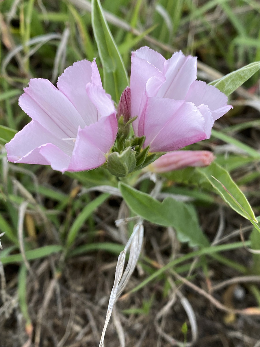 Image of Convolvulus cantabrica specimen.