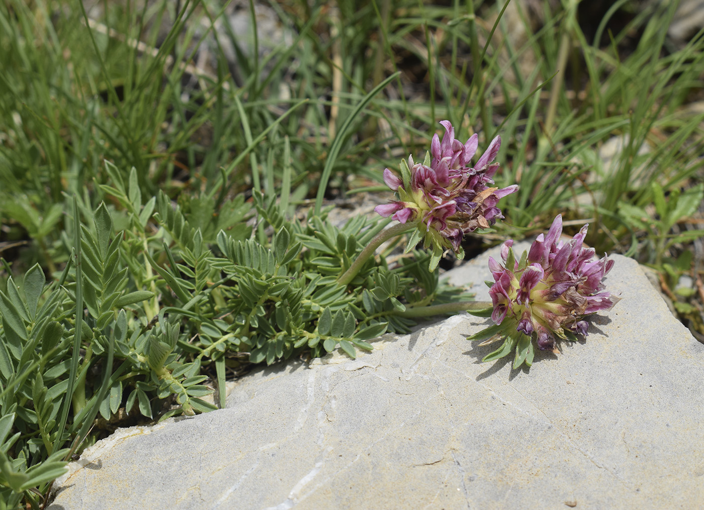 Image of Anthyllis montana specimen.