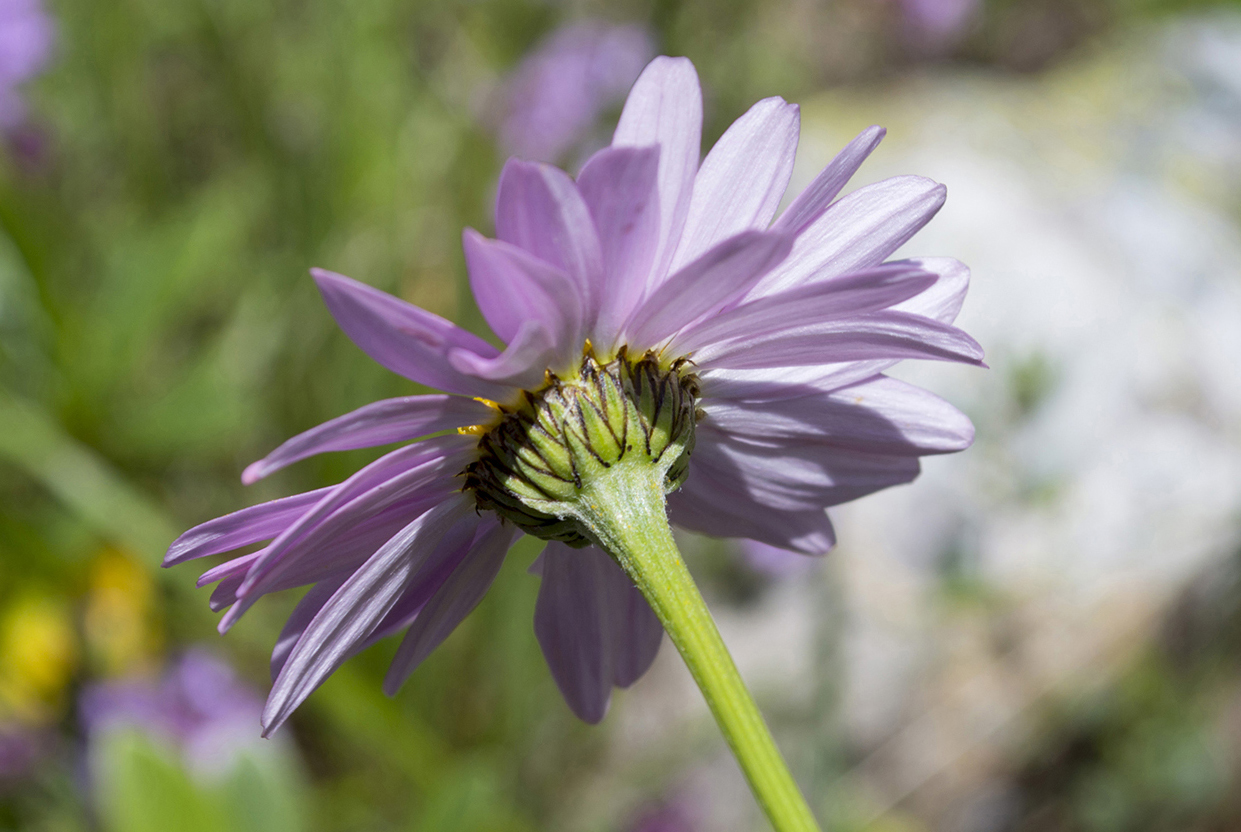 Image of Pyrethrum coccineum specimen.