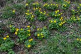 Trollius ranunculinus