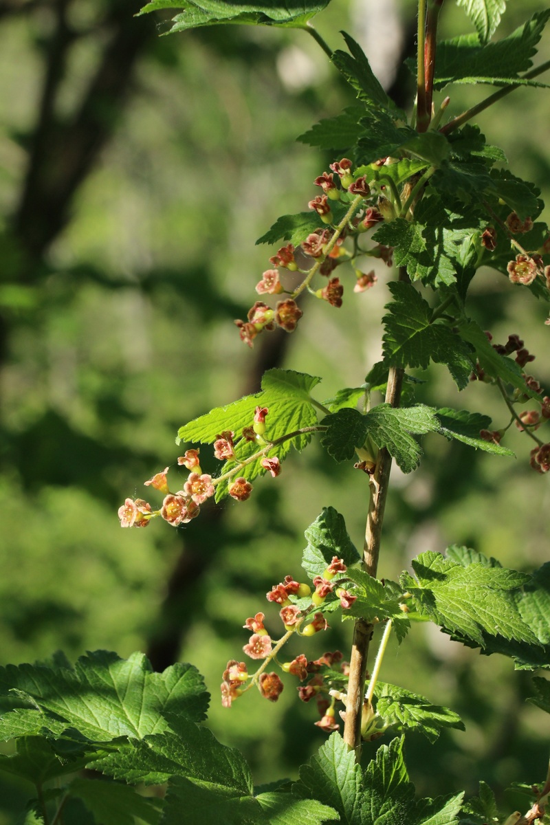 Изображение особи Ribes spicatum.