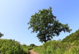 Alnus japonica