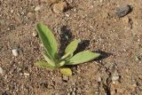 Verbascum thapsus