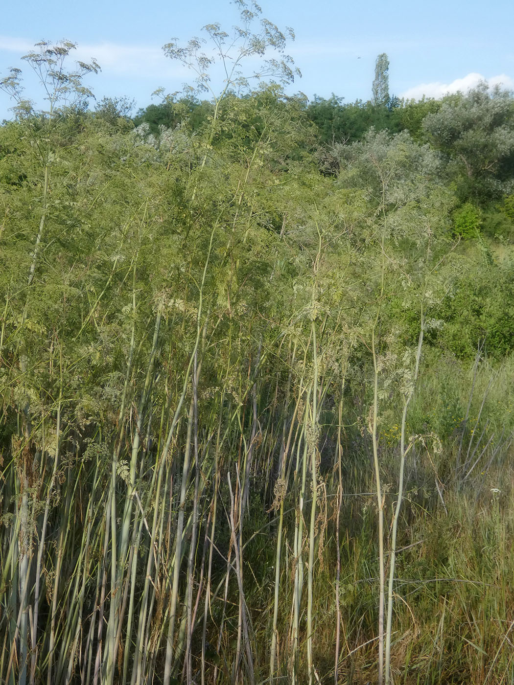 Изображение особи Conium maculatum.