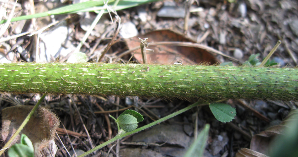 Image of Pueraria lobata specimen.