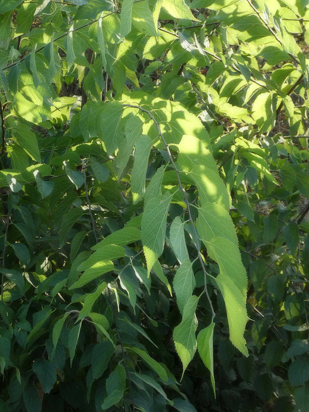 Image of genus Celtis specimen.