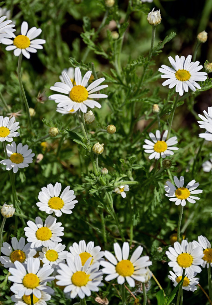 Image of Anthemis ruthenica specimen.