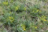 Astragalus henningii