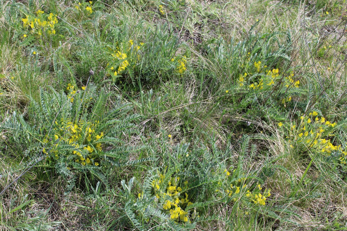 Изображение особи Astragalus henningii.