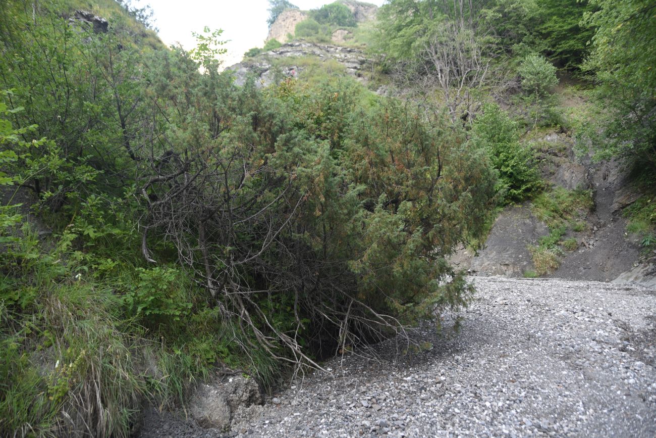 Image of Juniperus oblonga specimen.