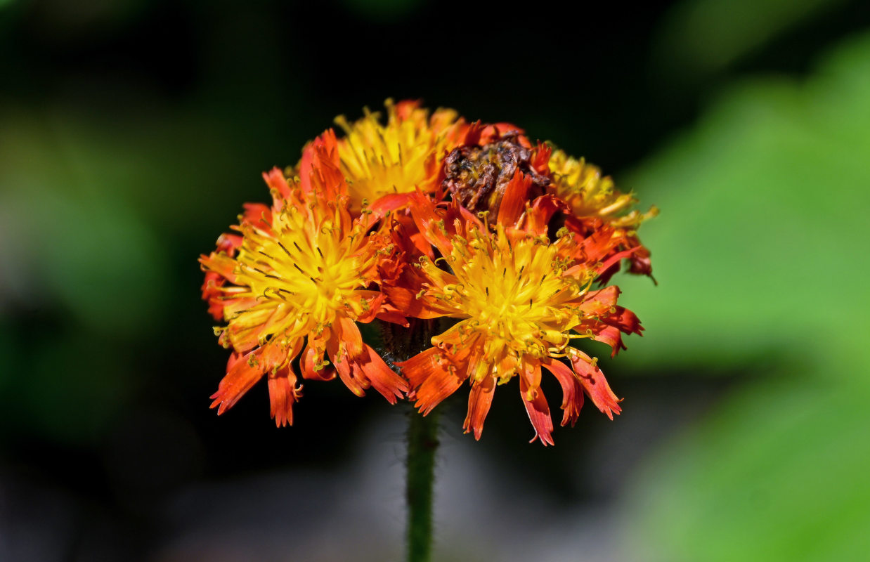 Изображение особи Pilosella aurantiaca.