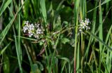 Nasturtium officinale. Верхушка цветущего и плодоносящего растения. Дагестан, Магарамкентский р-н, окр. с. Приморский, берег ручья. 05.05.2022.