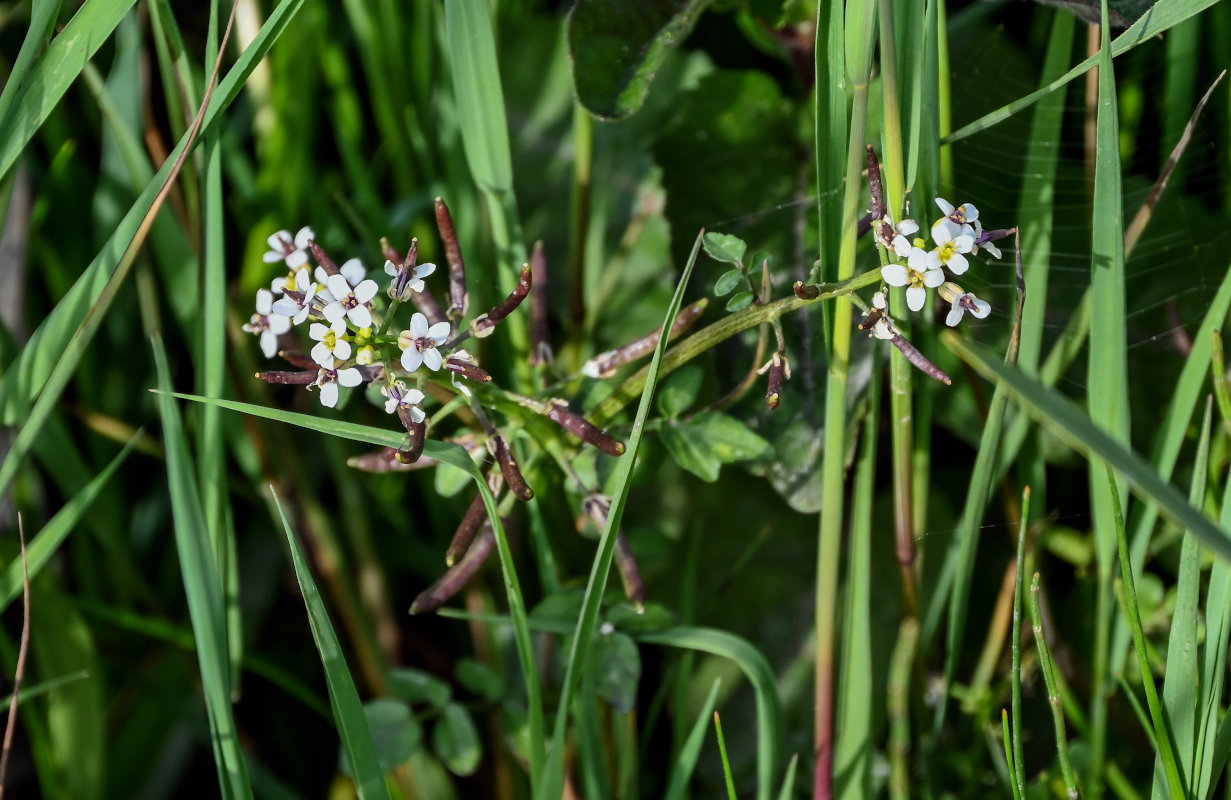 Image of Nasturtium officinale specimen.