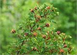 Rosa spinosissima. Плоды и листья на верхушке побега. Московская обл., Раменский р-н, окр. дер. Хрипань, садовый участок. 20.06.2023.