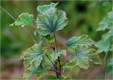 Ribes rubrum. Верхушки побегов с повреждёнными листьями. Московская обл., Раменский р-н, окр. дер. Хрипань, садовый участок. 20.06.2023.