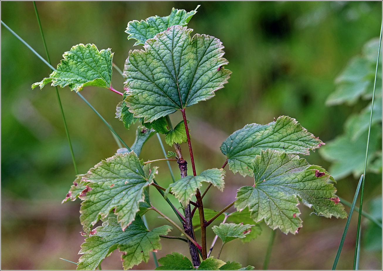 Изображение особи Ribes rubrum.