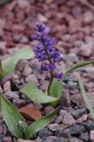 Hyacinthella glabrescens