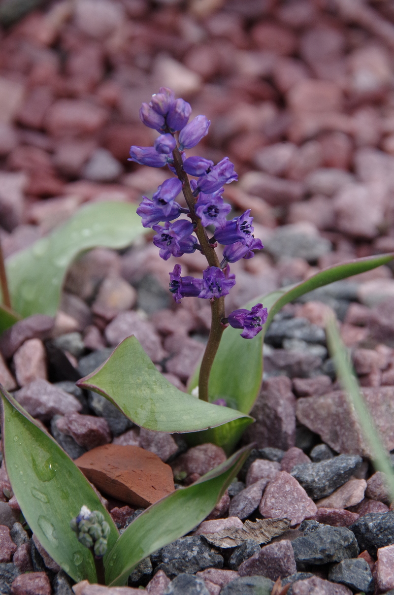 Image of Hyacinthella glabrescens specimen.