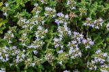 genus Thymus. Верхушки побегов с цветущими и бутонизирующими соцветиями. Армения, обл. Гегаркуник, берег оз. Севан, окр. монастыря Севанаванк, ≈ 1900 м н.у.м., каменистый склон. 23.06.2022.