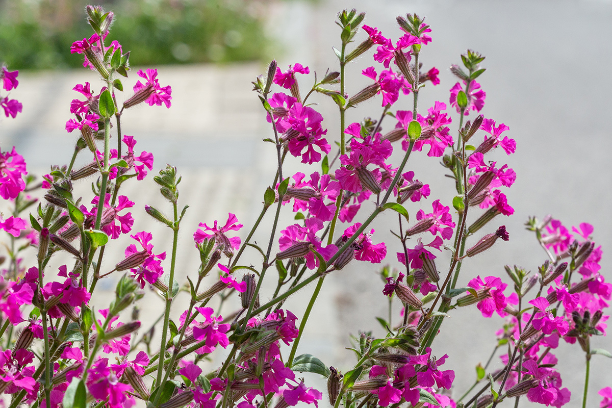 Изображение особи Silene palaestina.