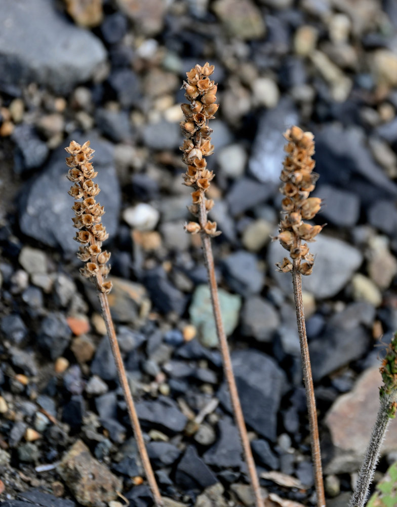 Image of Plantago camtschatica specimen.