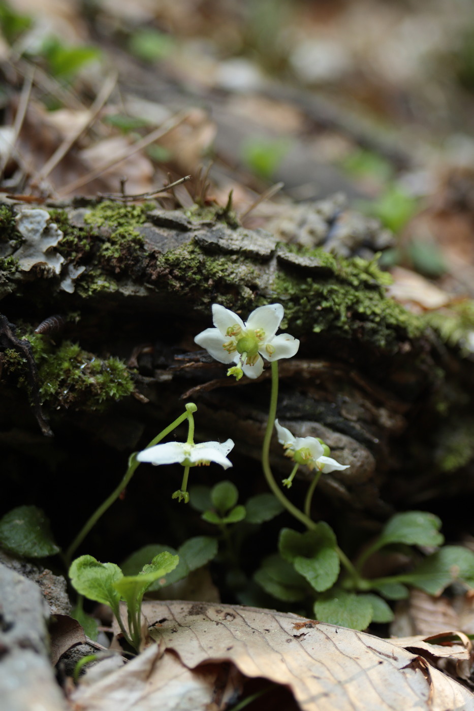 Изображение особи Moneses uniflora.