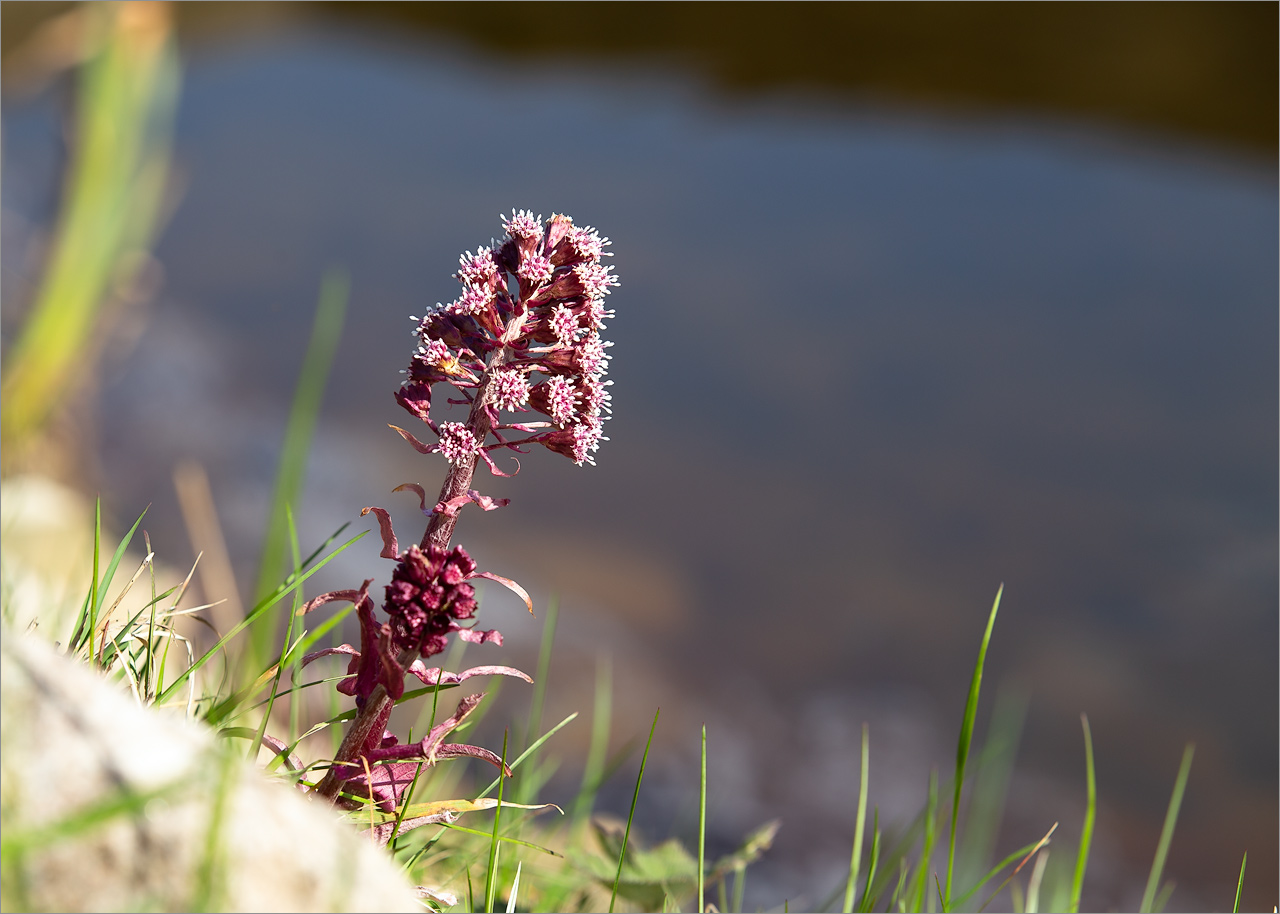 Изображение особи Petasites hybridus.