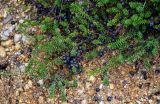 Empetrum sibiricum. Ветви с плодами. Курильские о-ва, о-в Кунашир, кальдера вулкана Головнина, берег оз. Кипящее, каменистый склон, окраина зарослей Pinus pumila. 20.08.2022.