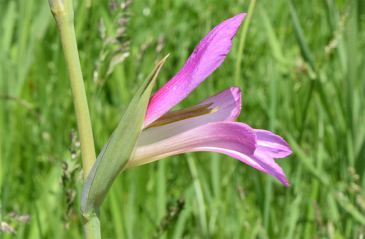 Изображение особи Gladiolus italicus.
