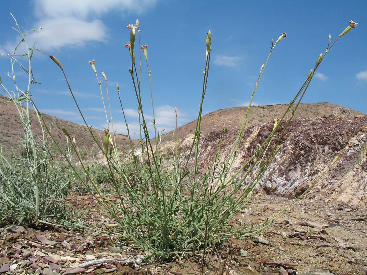 Image of Silene fruticulosa specimen.