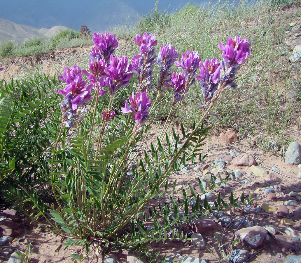 Изображение особи Hedysarum denticulatum.