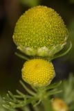 Matricaria discoidea