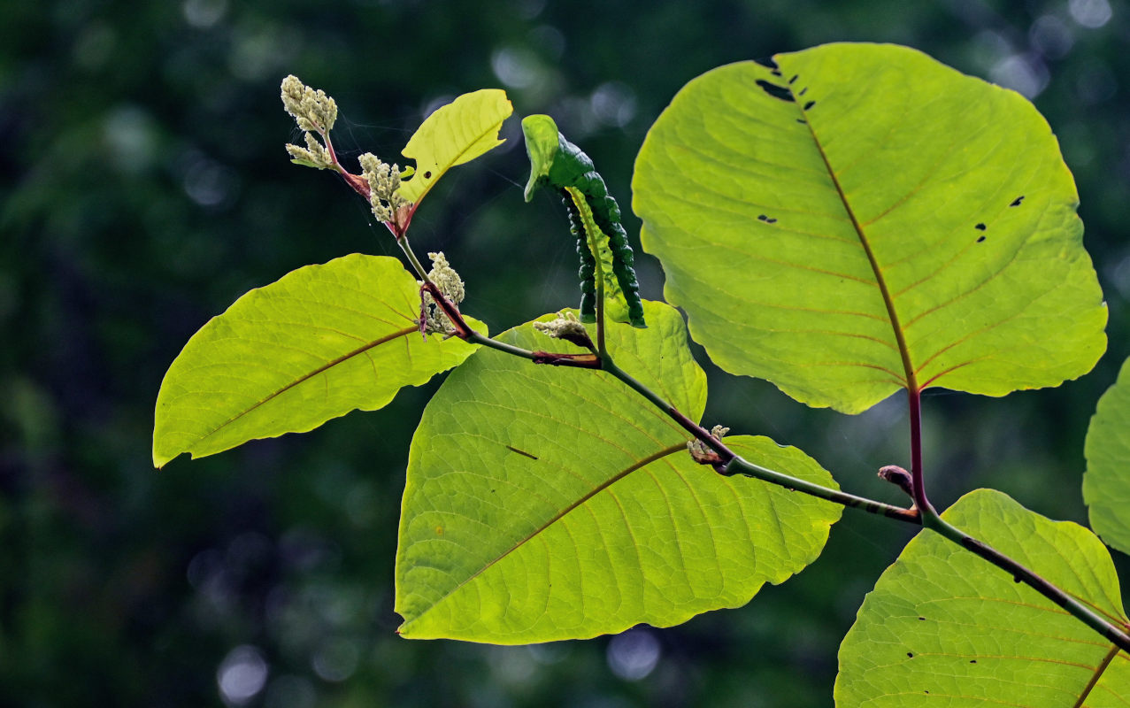 Изображение особи Reynoutria sachalinensis.