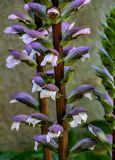 Acanthus mollis. Часть соцветия. Грузия, Аджария, Батумский ботанический сад, в культуре. 16.06.2023.